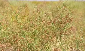 طرح کشت خارشتر به عنوان علوفه دام در روستاهای کشور مصوب شد