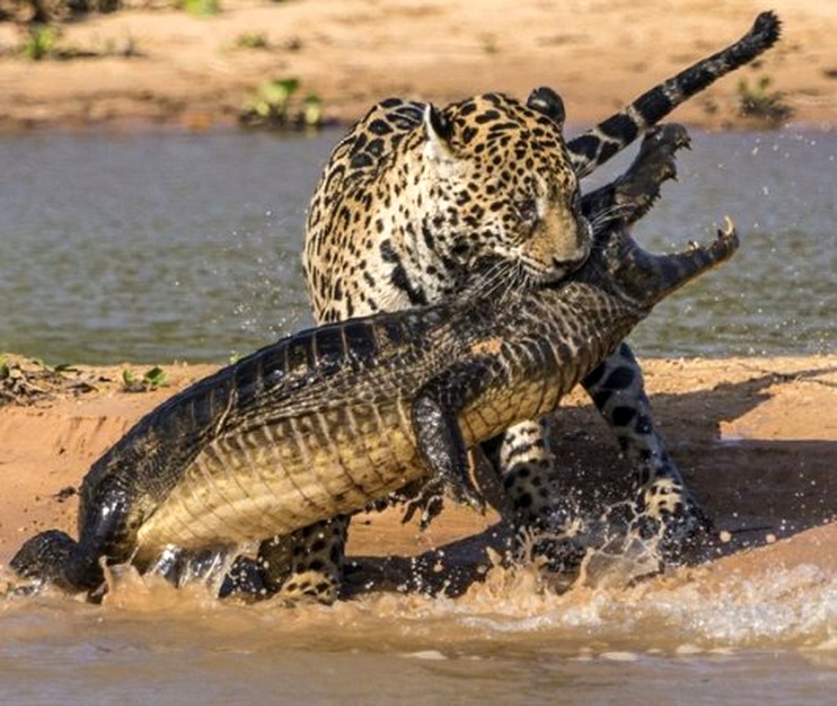 تصاویری حیرت انگیز از بلعیدن تمساح توسط یک پلنگ!