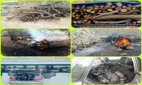 زغال گیری از درختان بلوط لرستان!