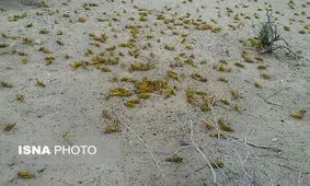 کنترل حمله ملخ‌های صحرایی در میناب هرمزگان