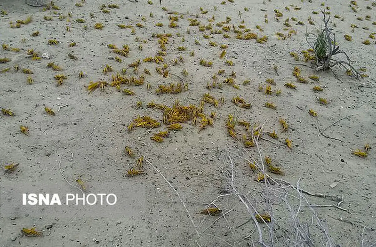 کنترل حمله ملخ‌های صحرایی در میناب هرمزگان