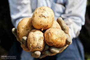 خرید تضمینی نوش‌داروی بعد مرگ/حذف موانع صادرات سیب‌زمینی ازگلستان