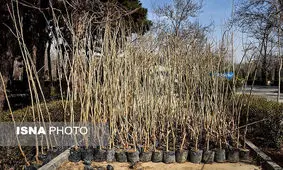 توزیع ٤٠٠ هزار اصله درخت در فارس
