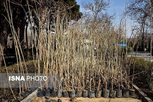 توزیع ٤٠٠ هزار اصله درخت در فارس