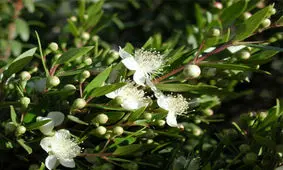 بهترین شامپوی خانگی برای تقویت موها