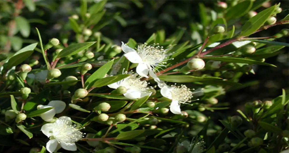 بهترین شامپوی خانگی برای تقویت موها