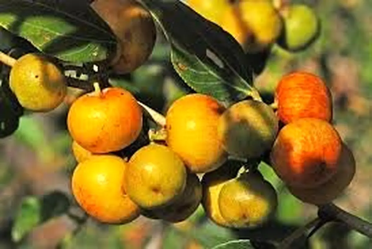 برداشت 7500 تن کُنار در سیستان و بلوچستان