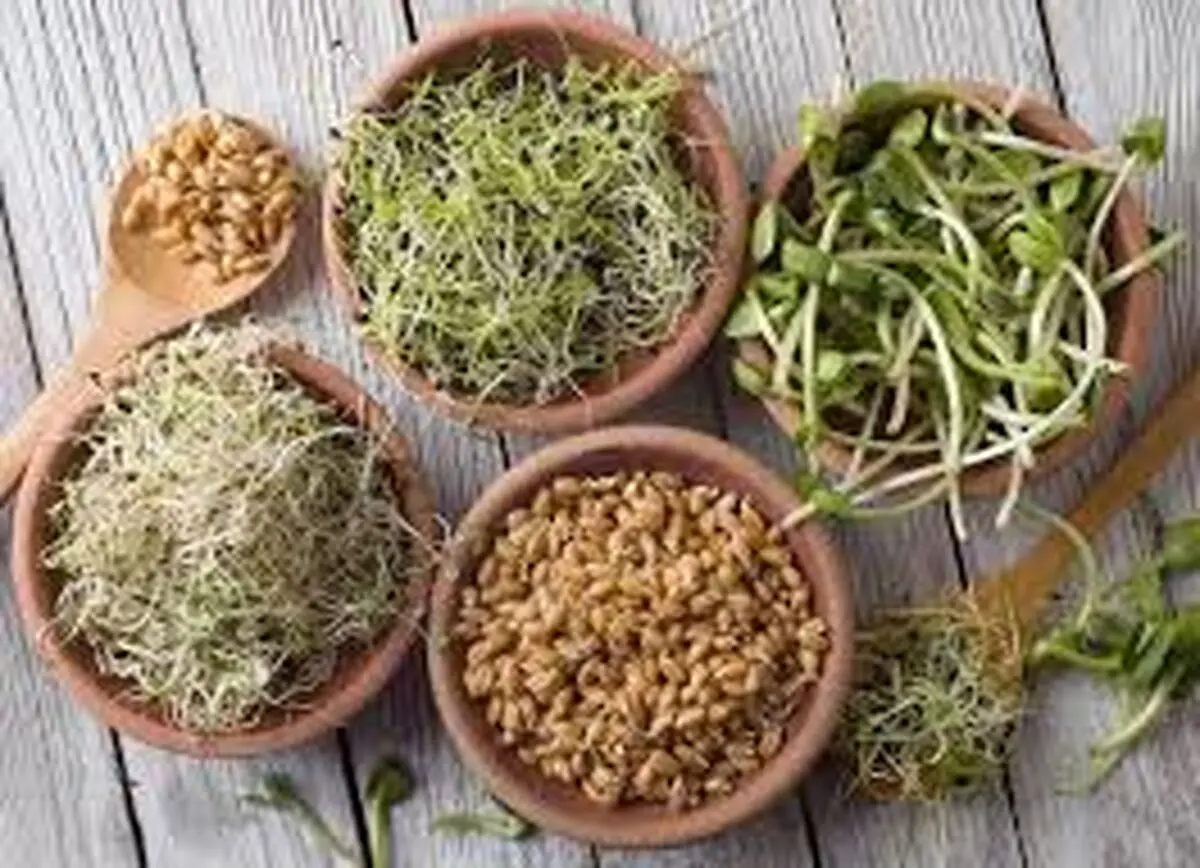 پیشگیری از سرطان کلیه با جوانه های گیاهی