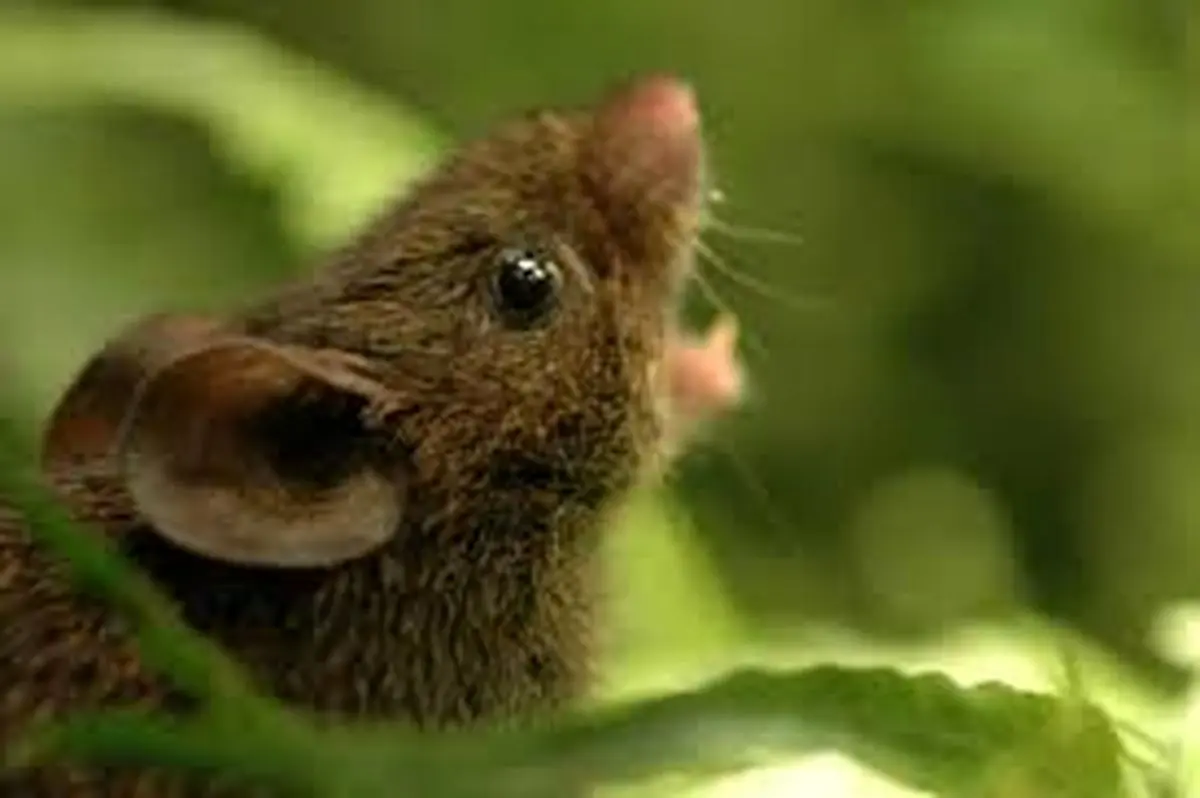 درمان نابینایی با ذرات نانو