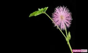 گلی عجیب و حیرت‌انگیز که می‌آموزد و به یاد می‌آورد! + تصاویر