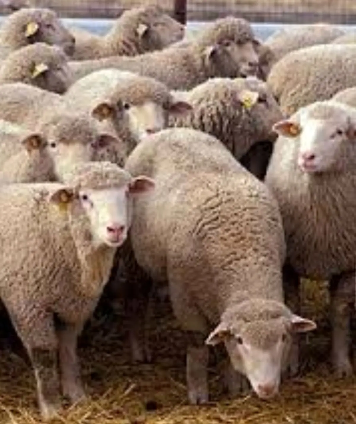 گوسفندی که از ارزشش باخبر شد