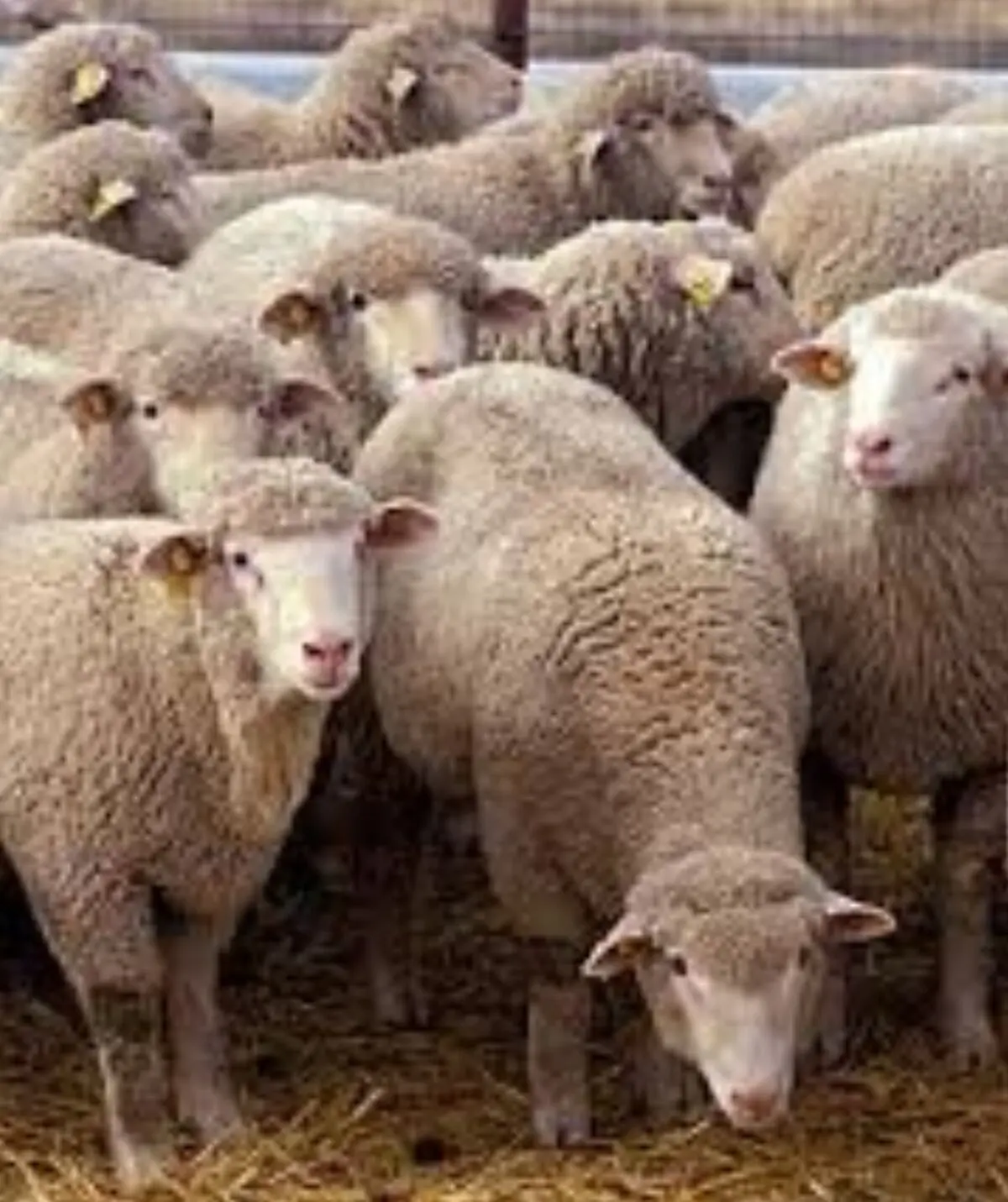 گوسفندی که از ارزشش باخبر شد