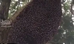 حرکت جالب زنبورها برای دور کردن شکارچی