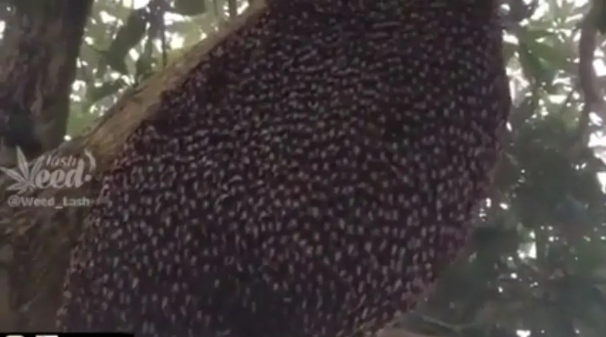 حرکت جالب زنبورها برای دور کردن شکارچی