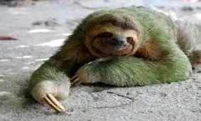 وقتی تنبل نر صدای تنبل ماده را می شنود !