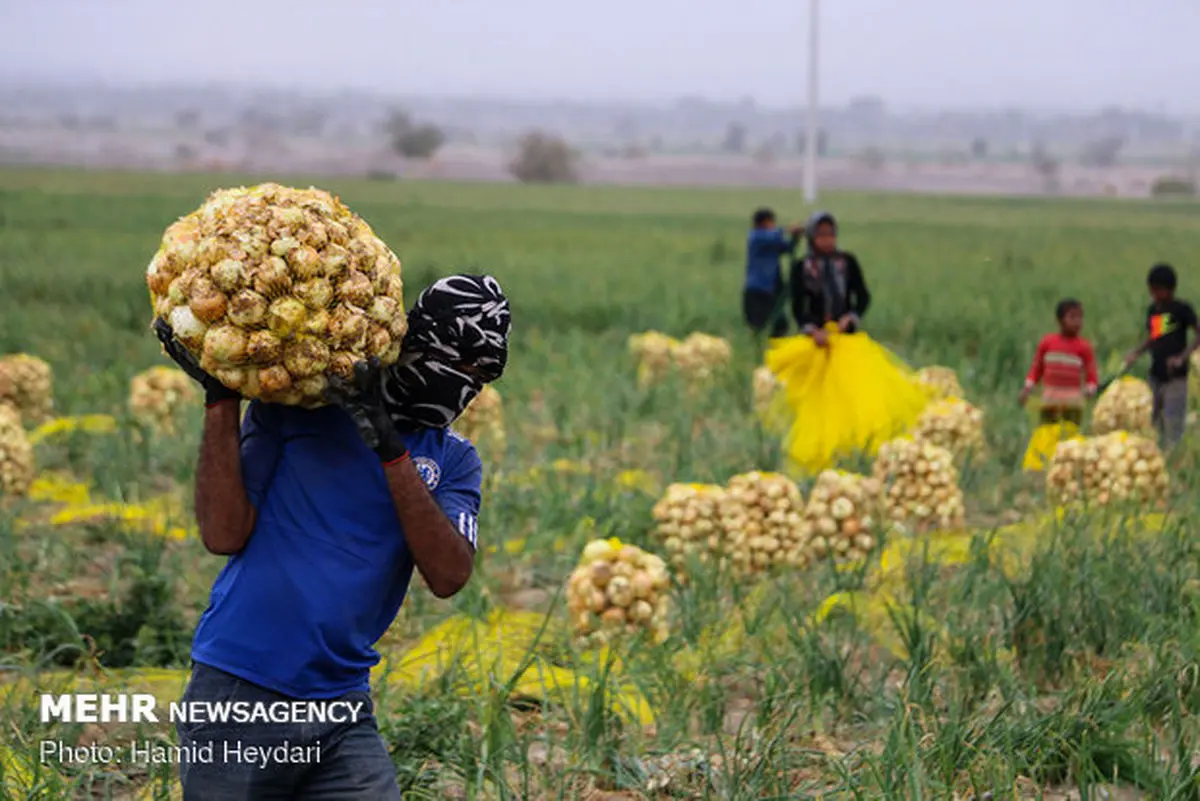 هرمزگان ظرفیت تامین محصولات کشاورزی مورد نیاز کشور را داراست