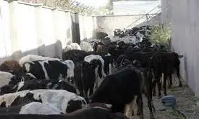 کشف میلیاردی دام قاچاق در کاشمر