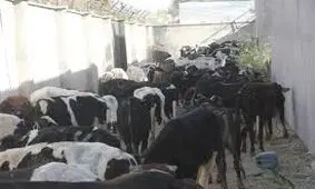 کشف میلیاردی دام قاچاق در کاشمر