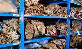 افزایش شکار غیرمجاز در اردبیل؛ صیادان به شکار سیاه‌گوش هجوم برده‌اند