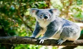 ردیابی تنبل ترین حیوان جهان با پهپادهای هوشمند