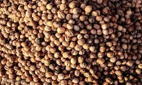 کشف ۶۹۰ کیلوگرم گردوی خارجی قاچاق در تویسرکان