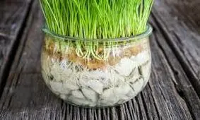 سبزه عید را در تنگ شیشه ای با این روش درست کنید