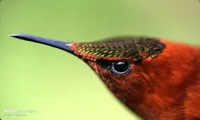 تصاویر منتخب حیات وحش+ عکس