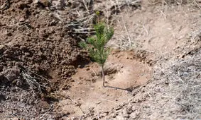 ۲۷۰ هزار اصله نهال در سیستان و بلوچستان توزیع می‌شود