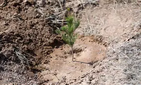 ۲۷۰ هزار اصله نهال در سیستان و بلوچستان توزیع می‌شود