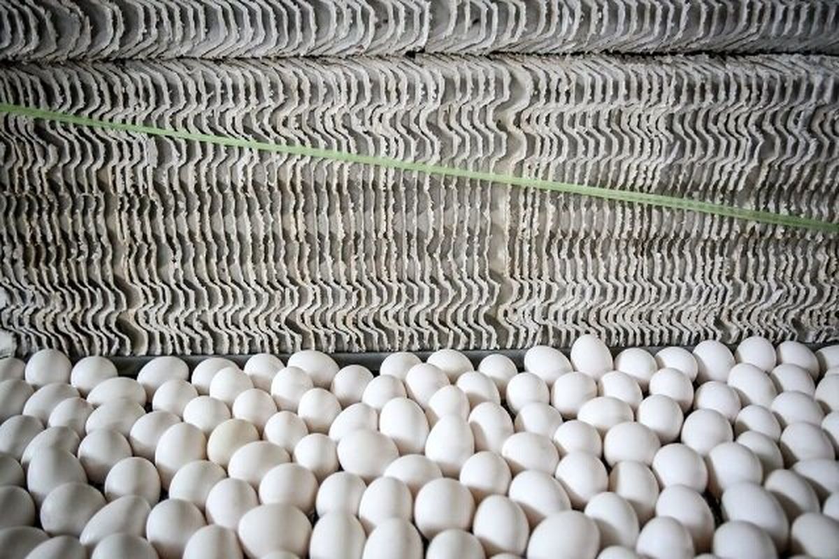 بیش از ۴ تن تخم مرغ فاقد مجوز درخراسان شمالی کشف شد