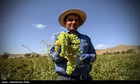 شهر جهانی و ملی انگور و منبت در جذب گردشگر پیشتاز شود