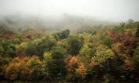 آیا جنگل های شمال تا ۳۰ سال آینده نابود می شود؟