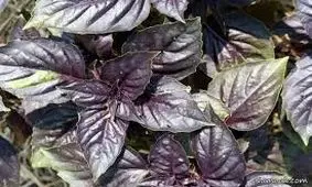 درمان سرفه با سبزی ریحان بنفش