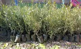 توزیع نهال درخت میوه در چهارمحال و بختیاری آغاز شد