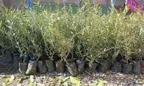 توزیع نهال درخت میوه در چهارمحال و بختیاری آغاز شد