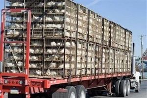 کشف بیش از ۱۲ هزار قطعه مرغ زنده قاچاق در زنجان