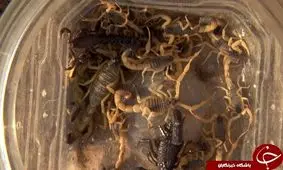 نگهداری غیرقانونی ۲۶۰۰ عقرب/ پنهان کردن افعی در اصطبل