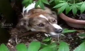 سگی که ماریجوآنا میخورد !!!