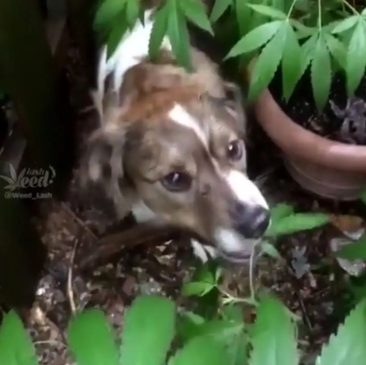 سگی که ماریجوآنا میخورد !!!