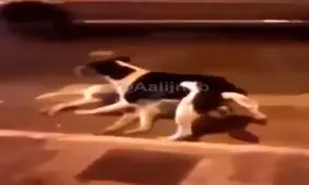 وفای سگ را ببینید !