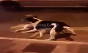 وفای سگ را ببینید !