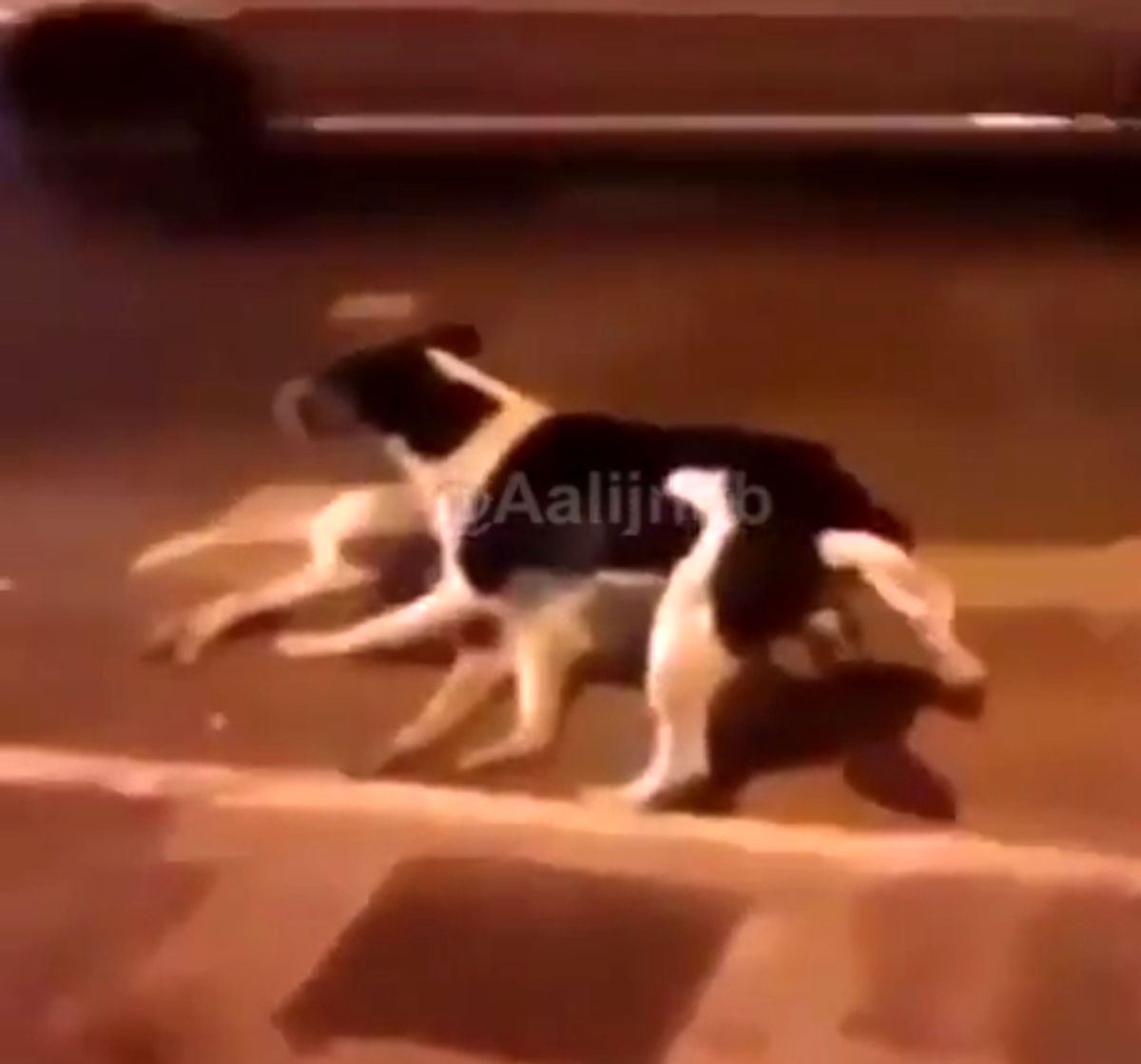 وفای سگ را ببینید !