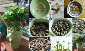 آموزش کاشت سبزه پرتقال، لیمو و نارنج برای سفره هفت سین