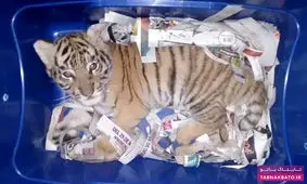 عجیب‌ترین و خلاقانه‌ترین روش‌های قاچاق مواد ممنوعه