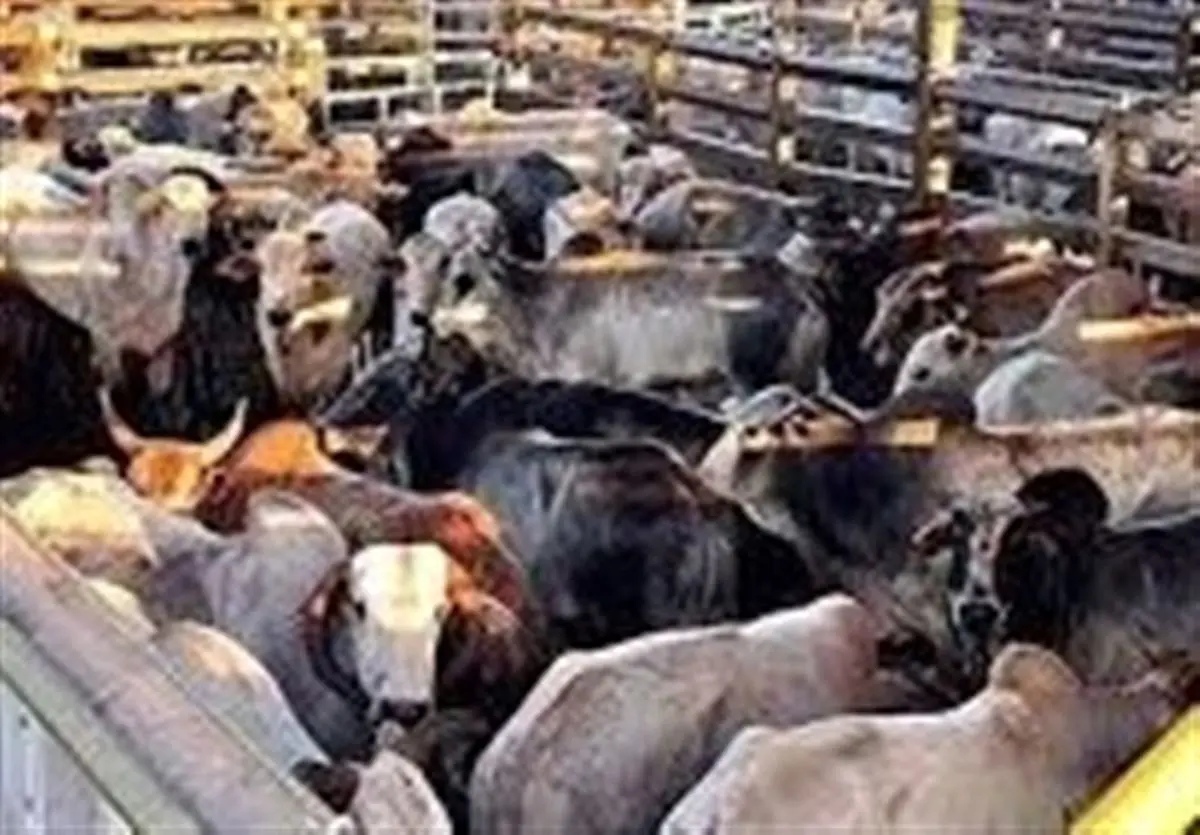 «قاچاق دام زنده در مرز ایران و عراق به صورت مسلحانه » از اساس کذب است