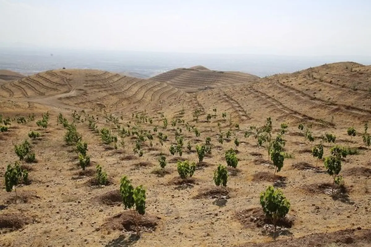 ۴۰۰۰اصله نهال در جاسک کاشته شد/شرق هرمزگان محور کانونهای بیابانی