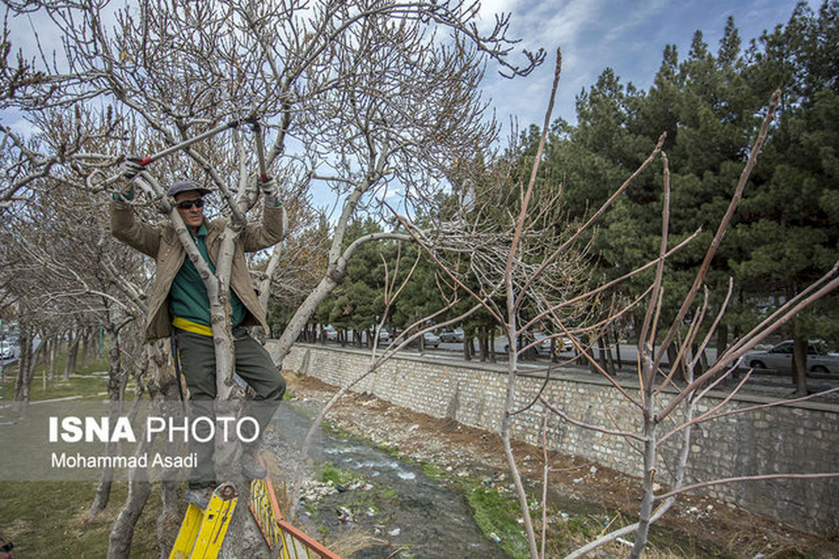 ‌زاهدان، فقیرترین مرکز استان به لحاظ فضای سبز شهری