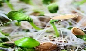 چگونه با تخم کدو سبزه عید درست کنیم؟