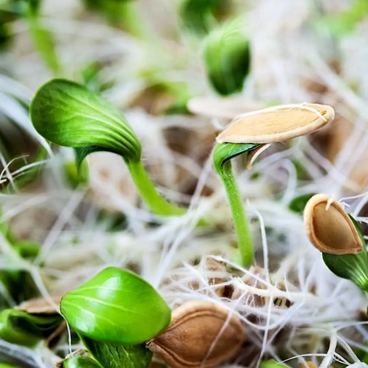 چگونه با تخم کدو سبزه عید درست کنیم؟