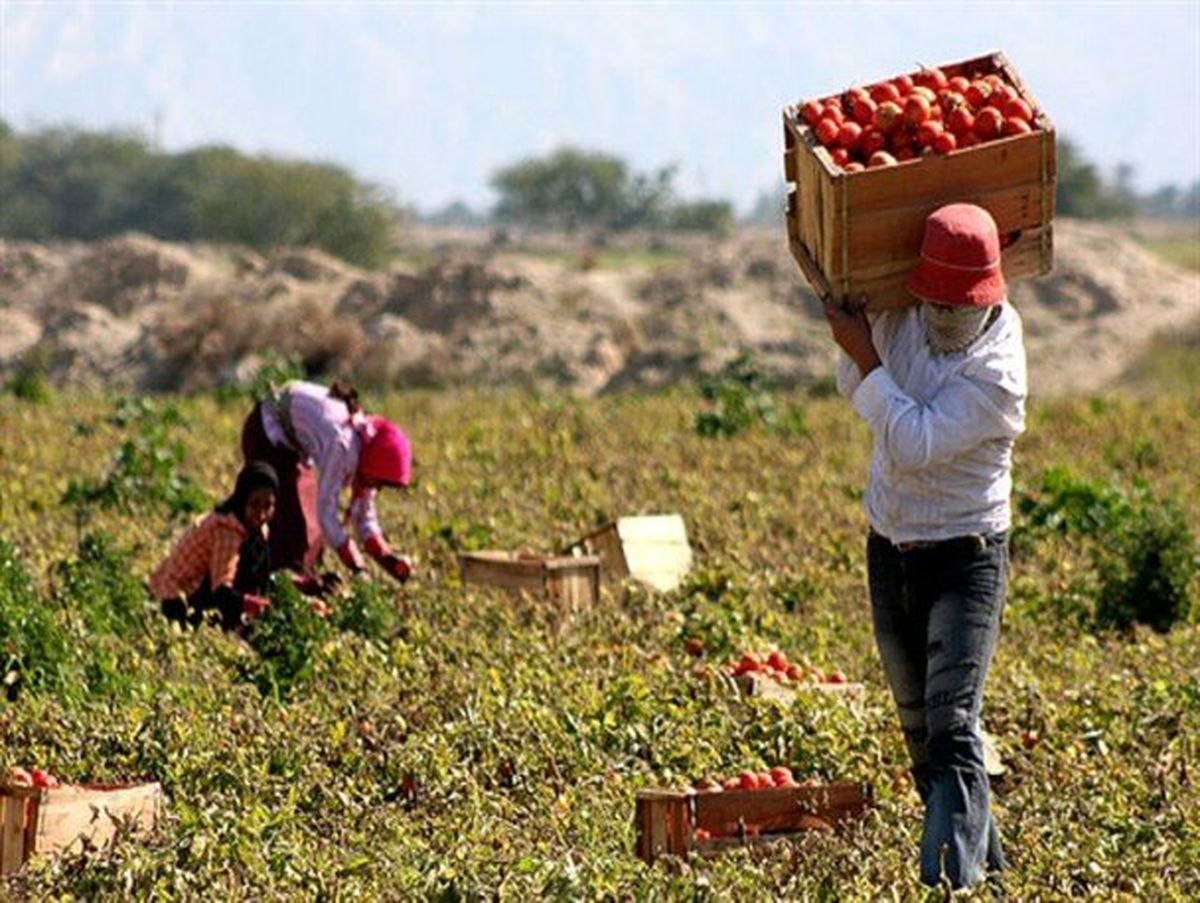 ظرفیت سیستان و بلوچستان در کشت 14 نوع محصول خارج از فصل